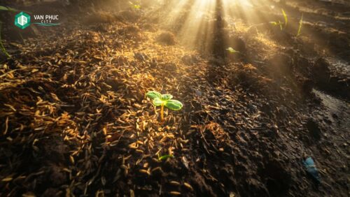 Vạn Phúc City Bắt Đầu Gieo Mầm Vườn Hoa Tết 2026